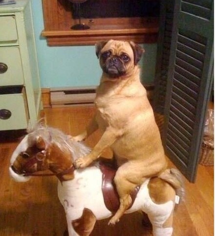 Photo:  Pug on a horse.